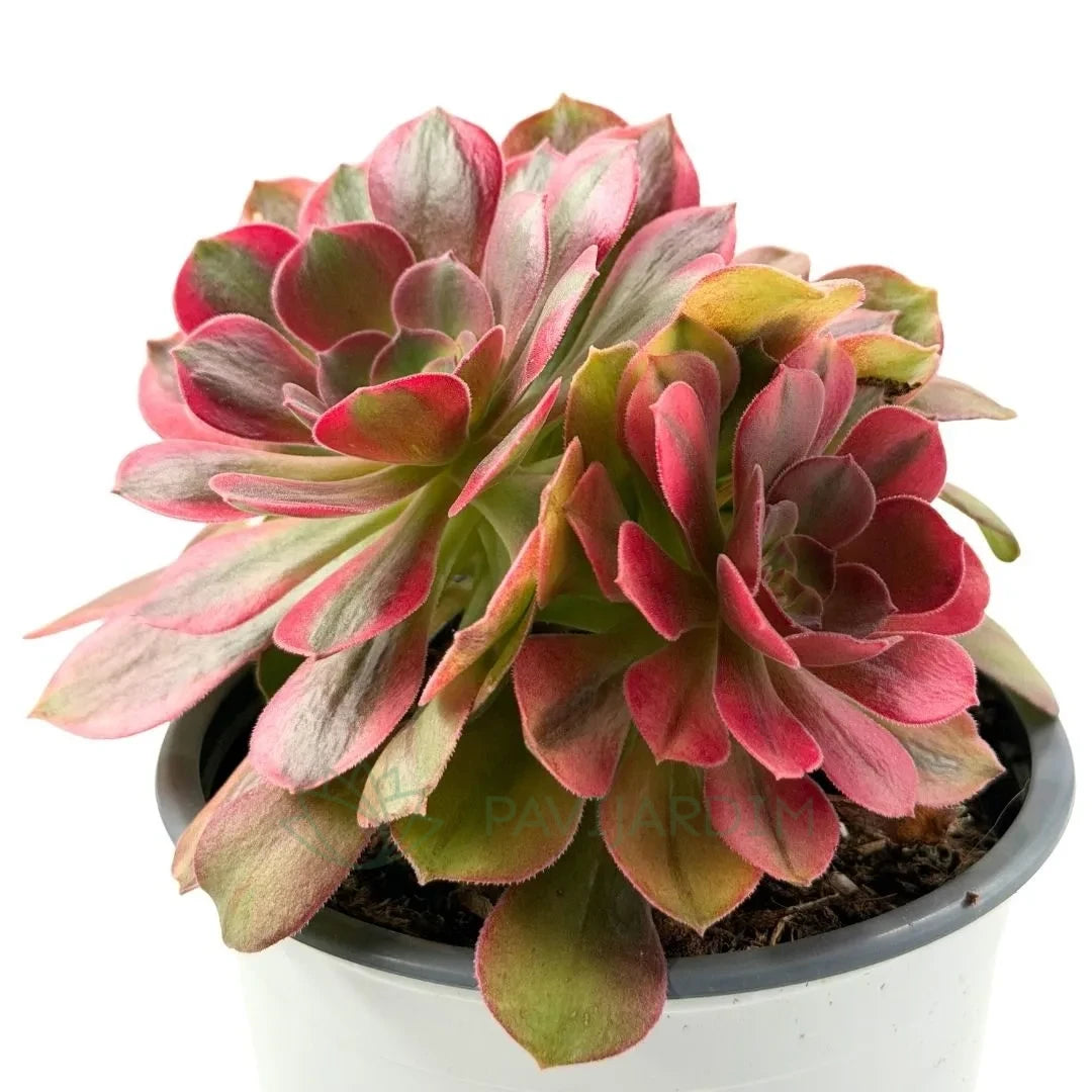 Aeonium ‘Idolization’