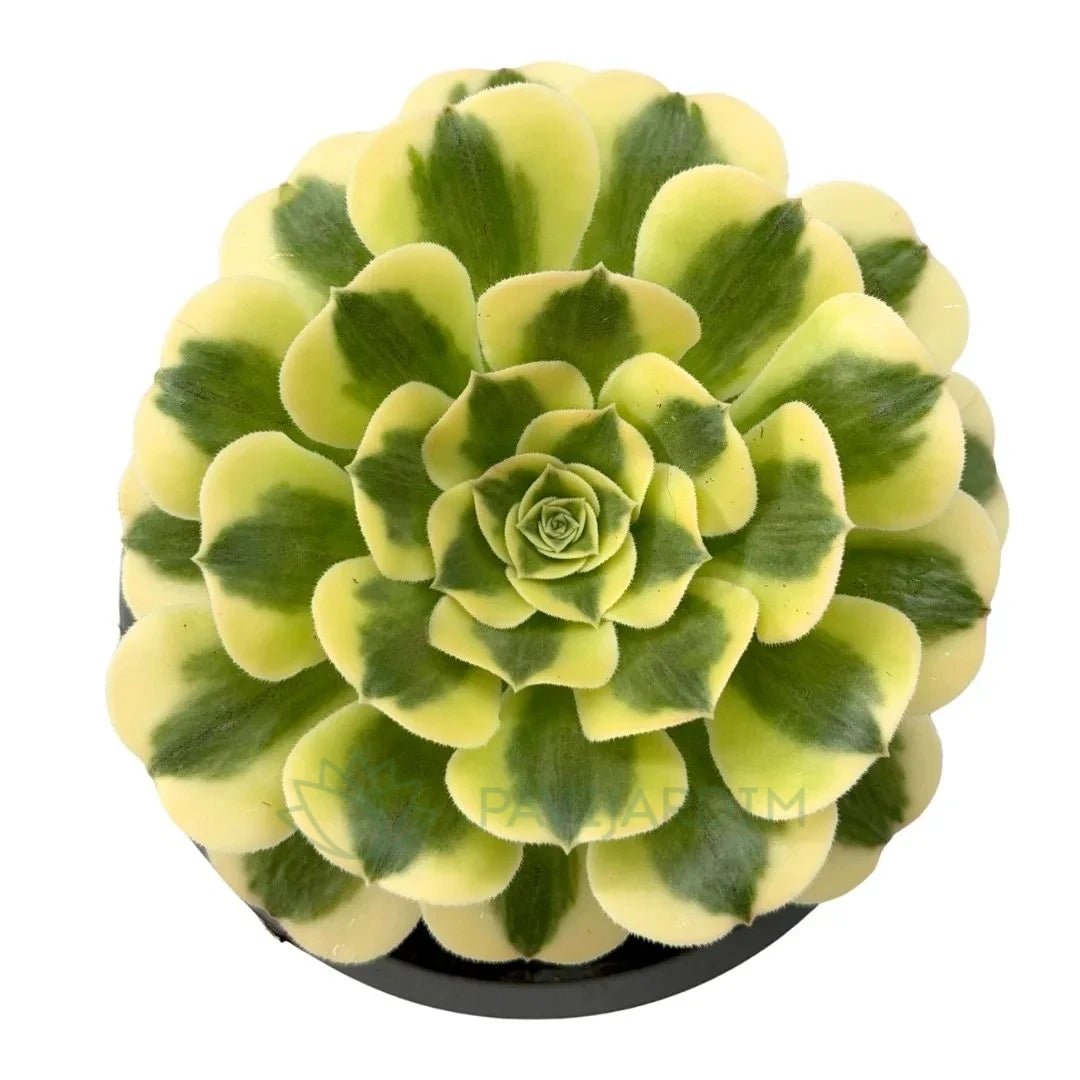 Aeonium ‘Green Medusa’