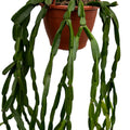 Rhipsalis Paradoxa