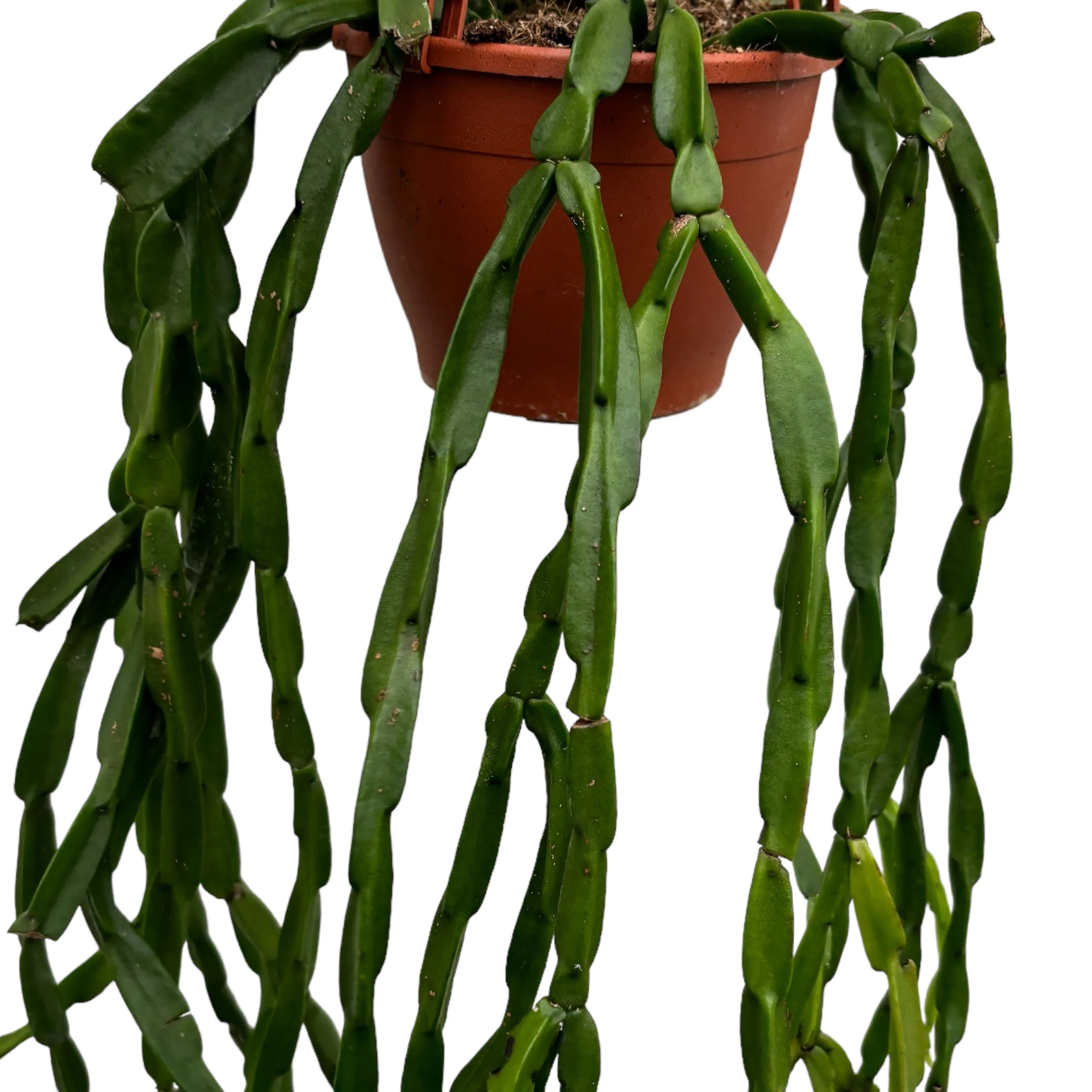 Rhipsalis Paradoxa