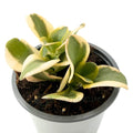 Crassula Multicava Variegata