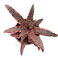Cryptanthus ‘Elaine’ XL