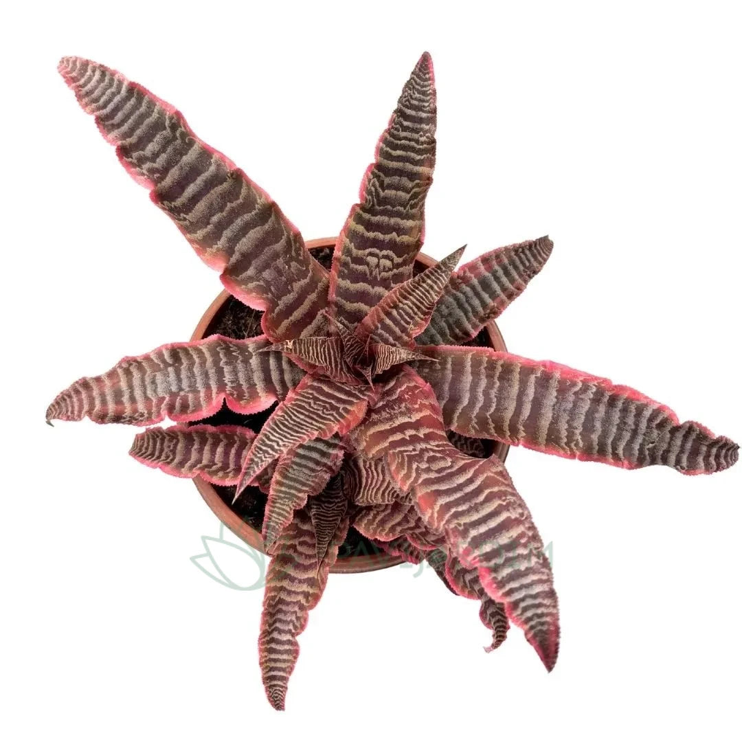 Cryptanthus ‘Elaine’ XL