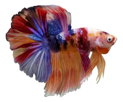 Betta Macho Koi