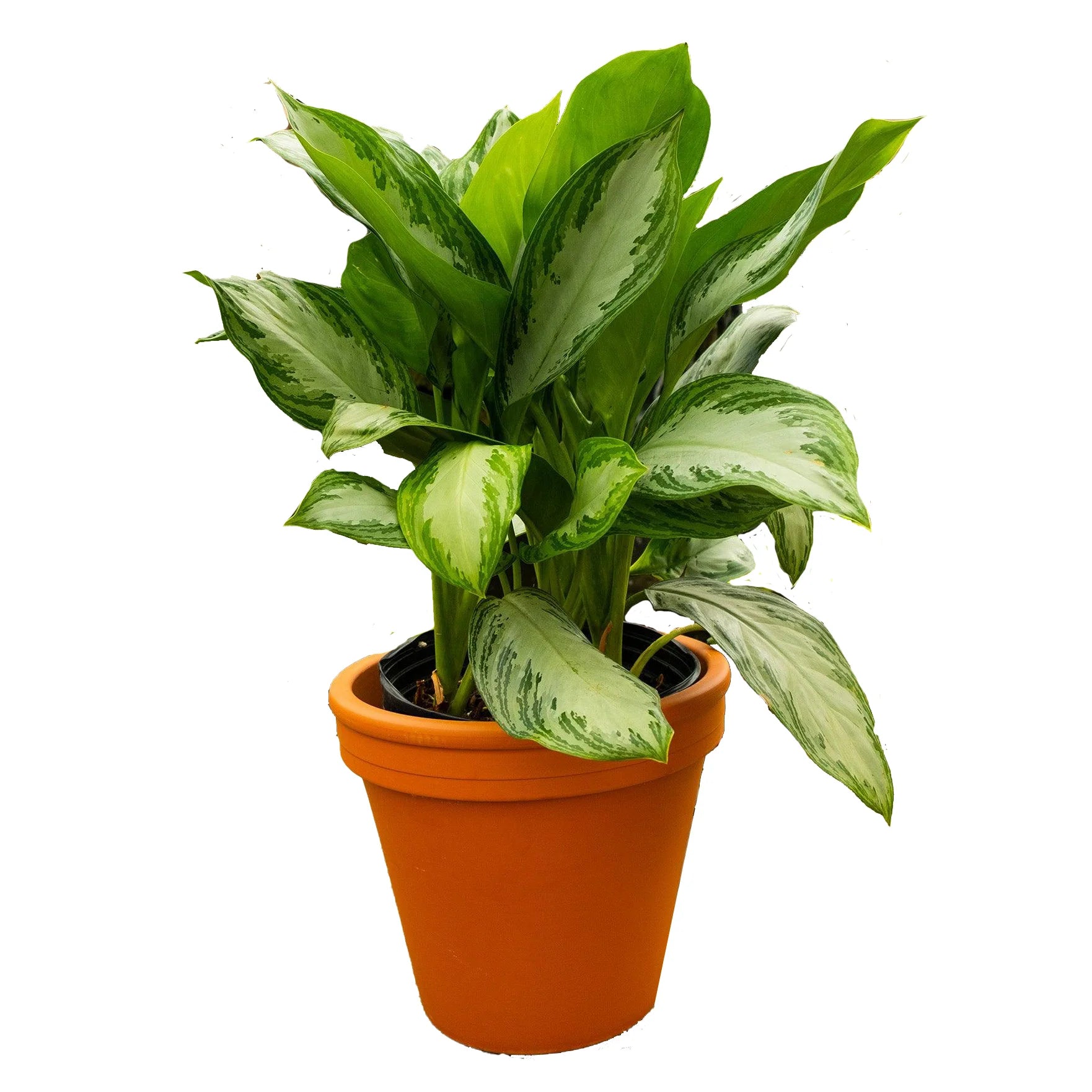 Aglaonema ‘Silver Bay’