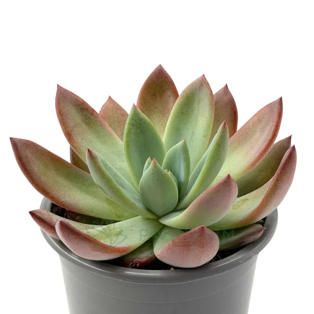 Echeveria Colorata ‘Bradti’