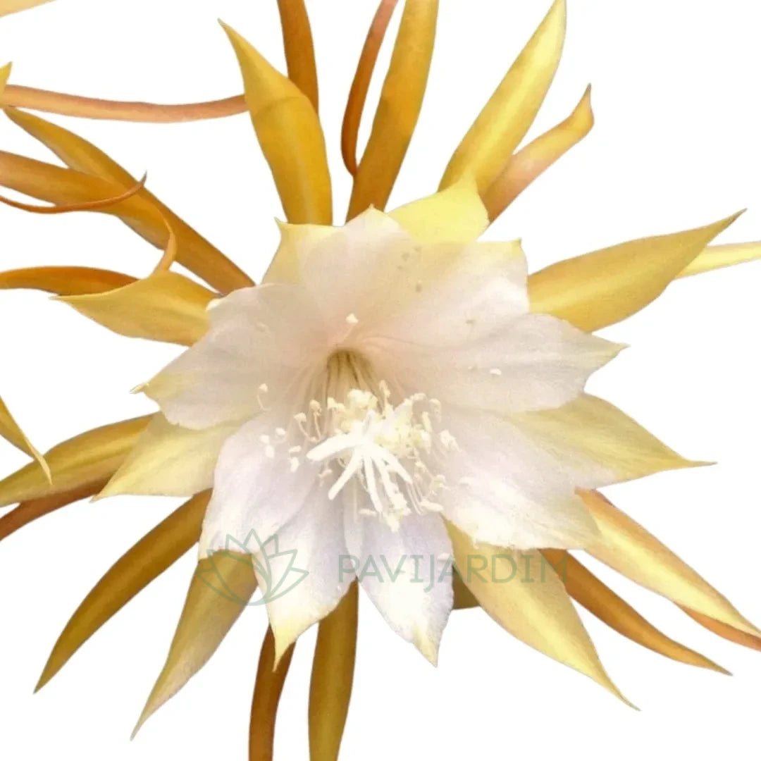 Epiphyllum ‘Angulier’