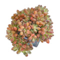 Pachyphytum Compactum Variegata Cristata