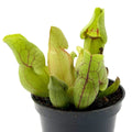Sarracenia Venosa Purpúrea