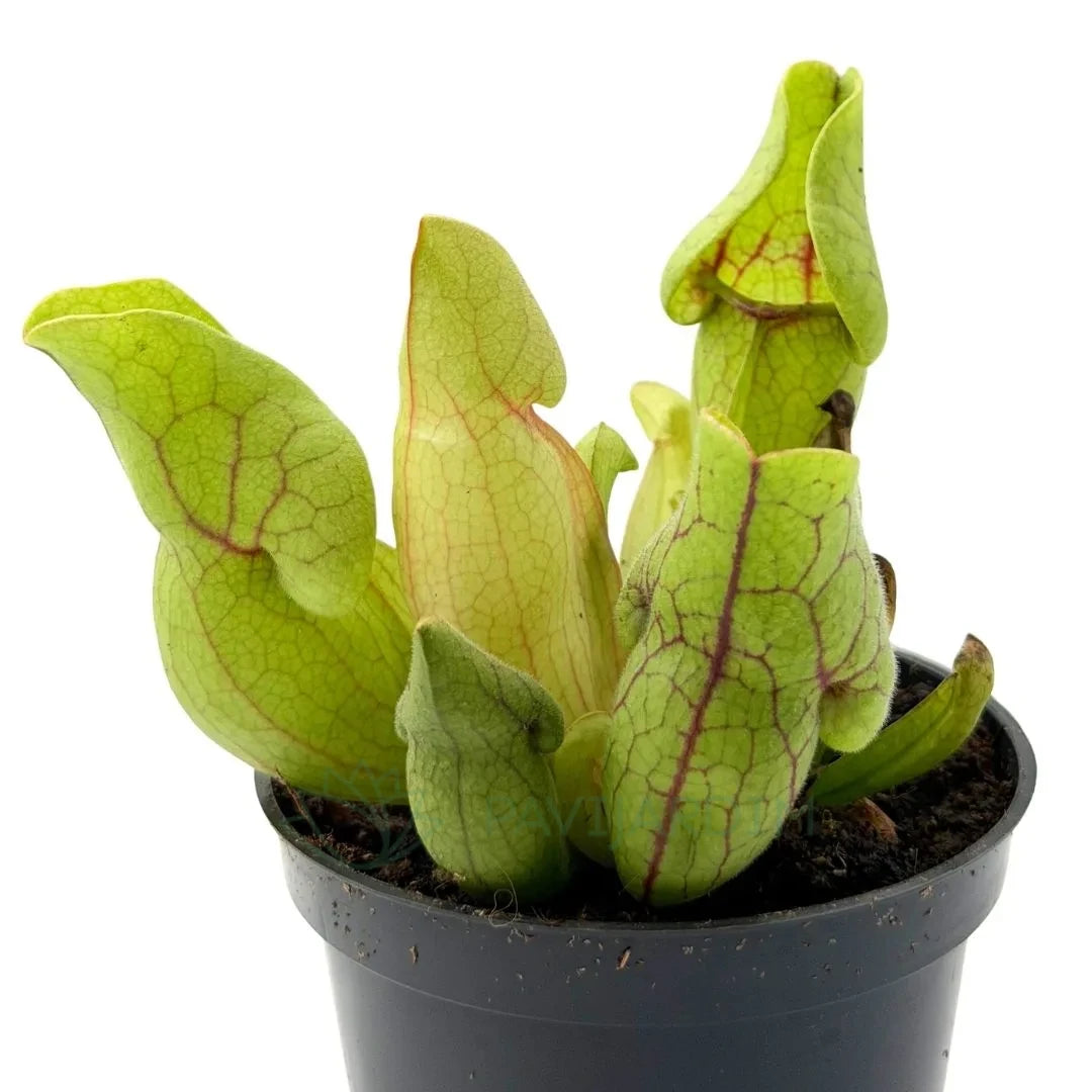 Sarracenia Venosa Purpúrea