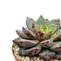 Echeveria ‘Nacre’