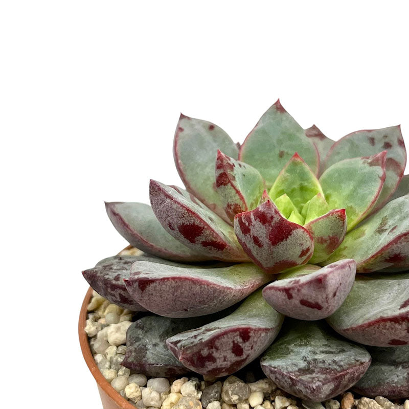 Echeveria ‘Nacre’