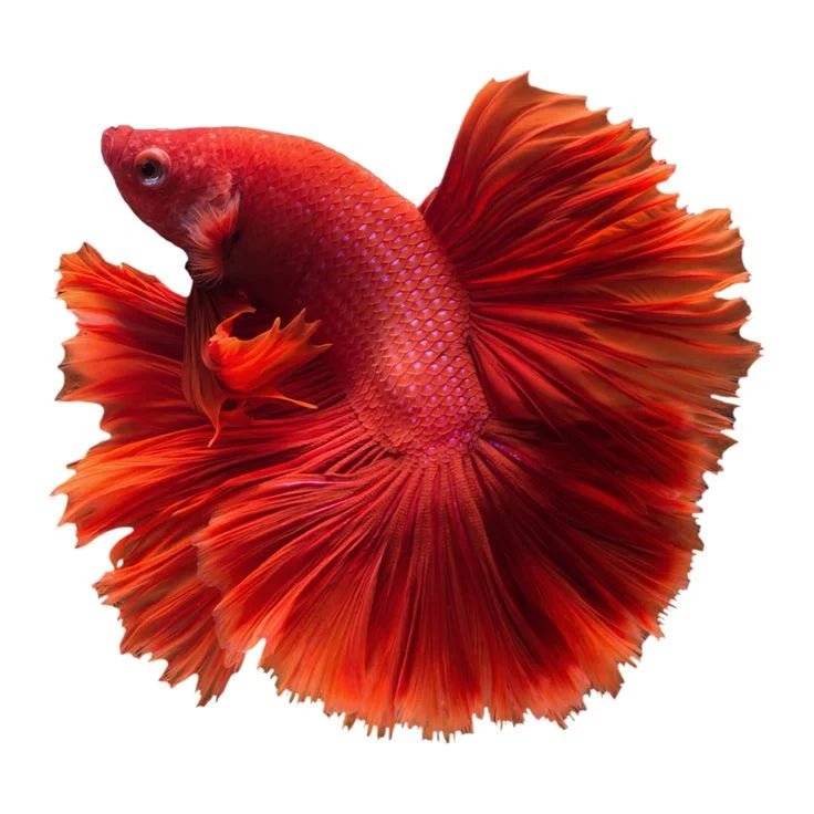 Betta Macho Rosetail
