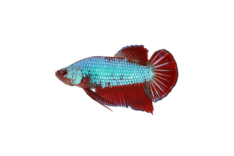 Betta Macho Plakat Red Dragon