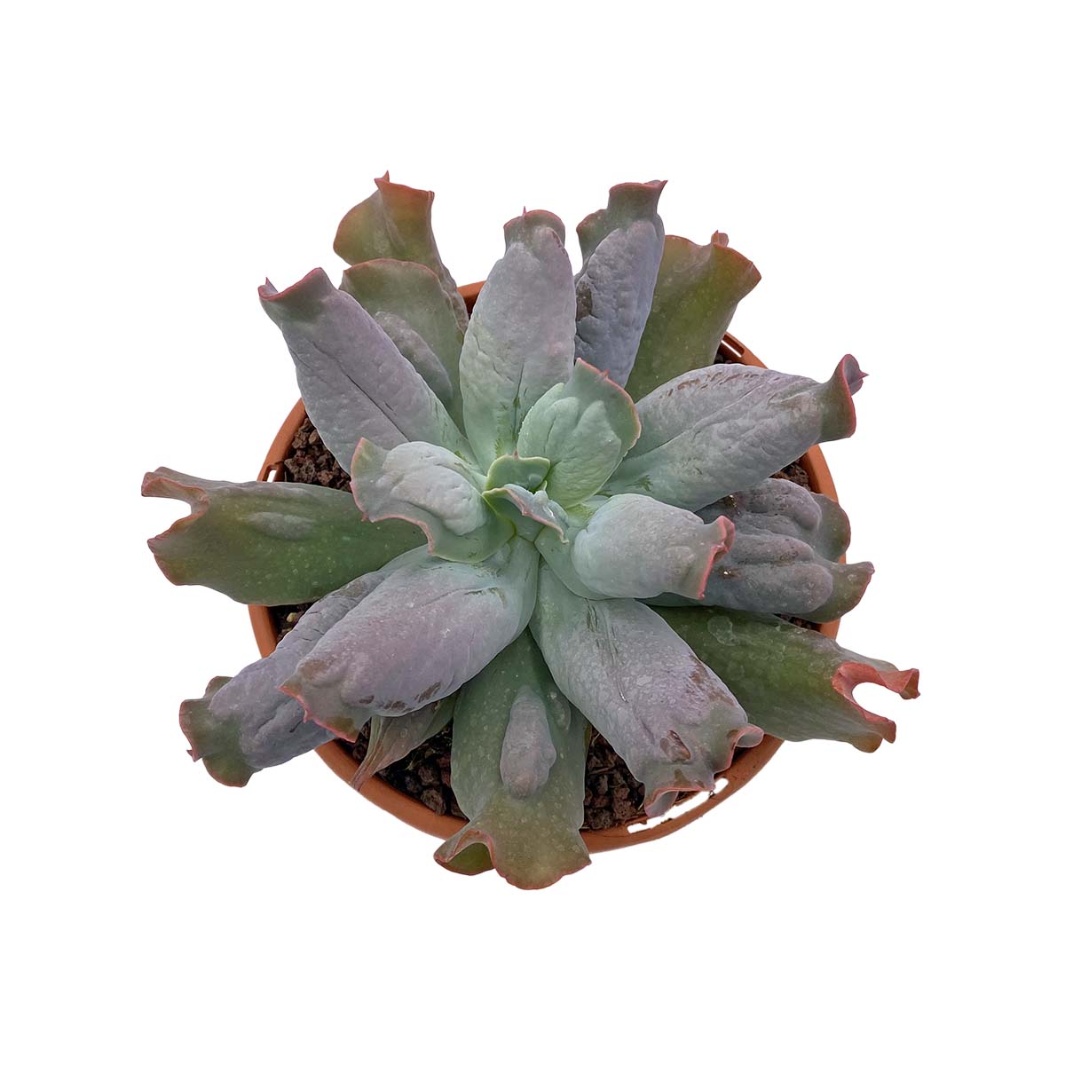 Echeveria ‘Culibra’