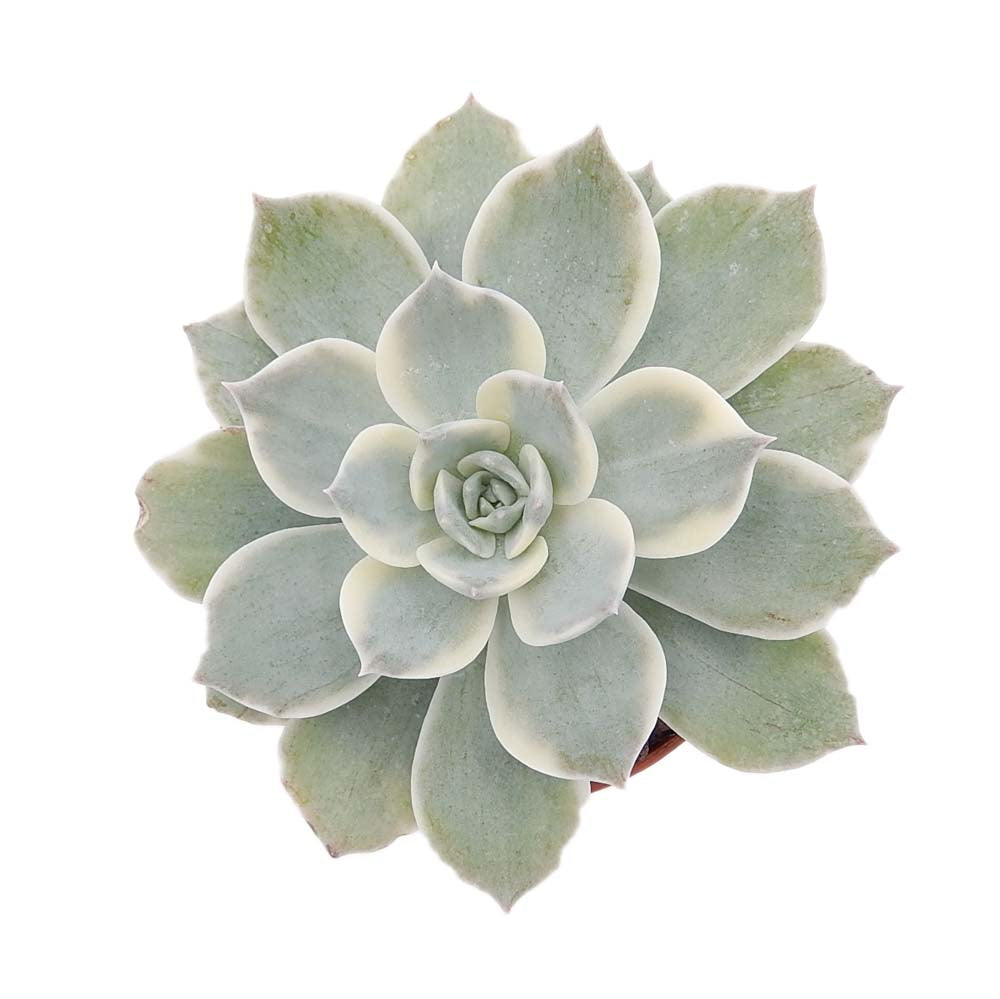Echeveria ‘Subrigida Mexico’ Variegata