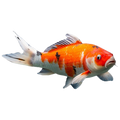 Carpa Koi