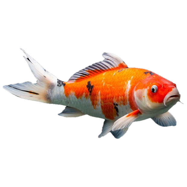 Carpa Koi