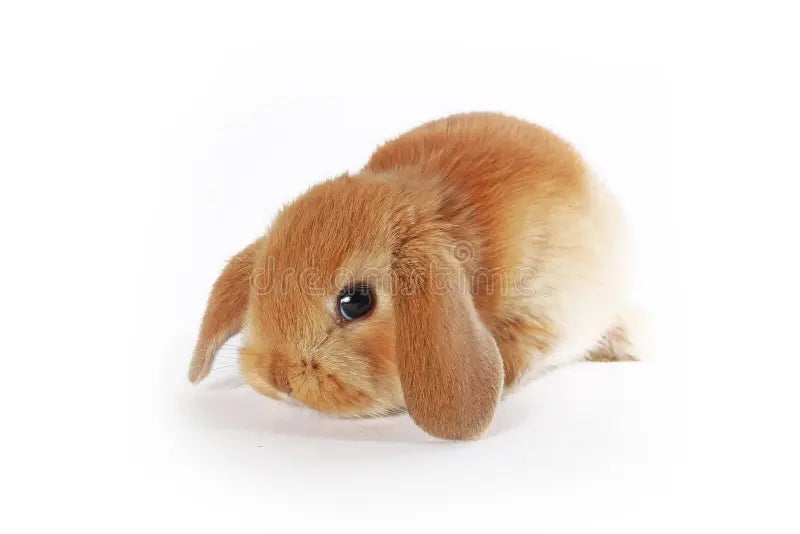 Coelho Anão Laranja