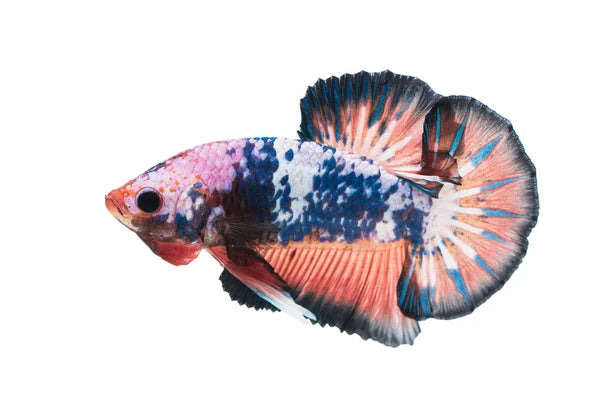 Betta Macho Plakat