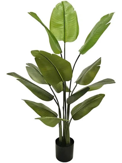 Musa acuminata ‘Zebrina’