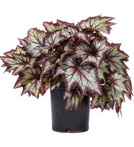 Begonia Rex ‘Night Owl’