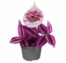 Tradescantia ‘Pink Paradi’
