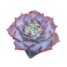 Echeveria ‘Kiss-me’