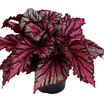 Begonia Magic Colours ‘Macarena’
