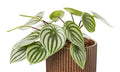 Peperomia ‘Melancia’