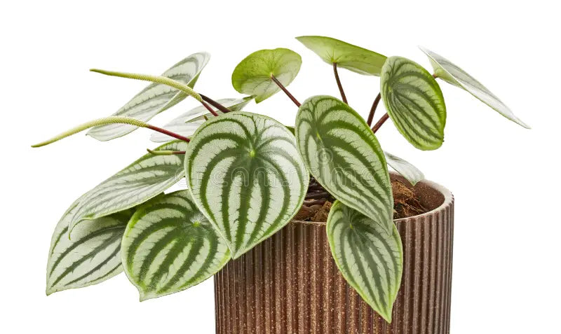 Peperomia ‘Melancia’