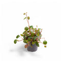 Peperomia Pepperspot