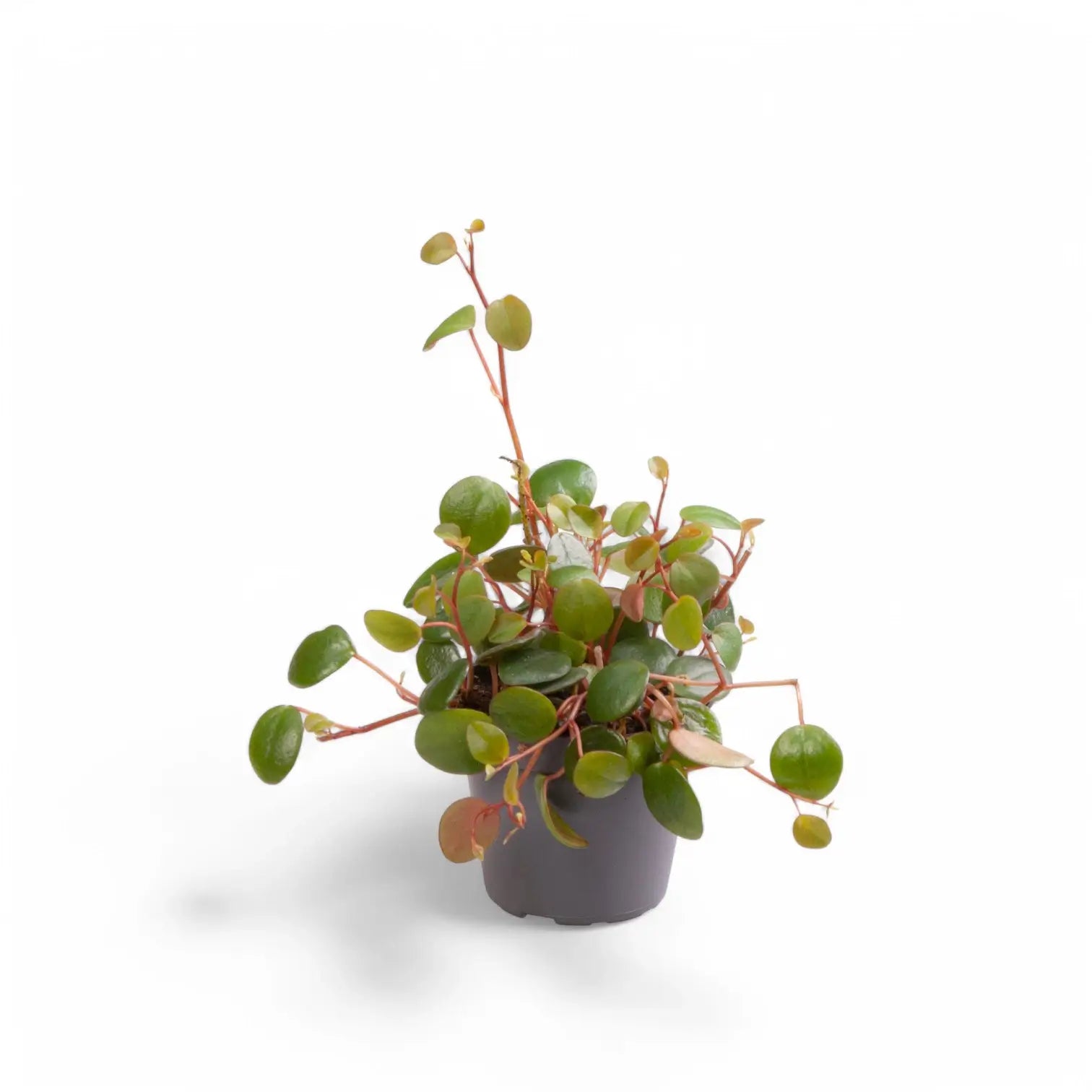 Peperomia Pepperspot