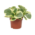 Peperomia ‘Obtusifolia Green’ Variegata