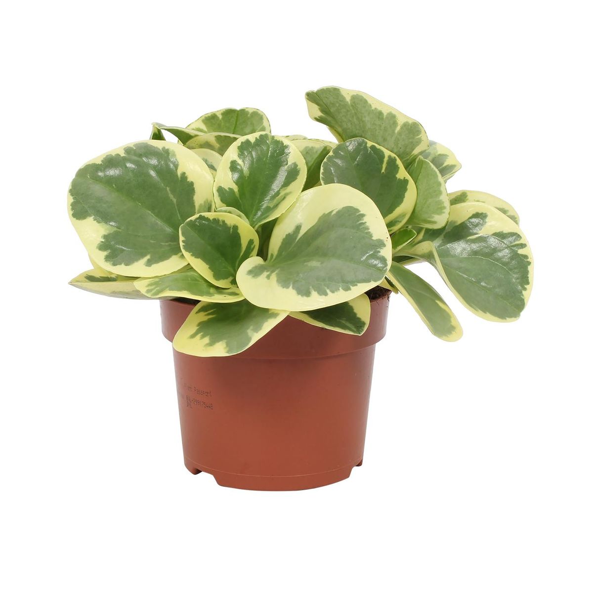Peperomia ‘Obtusifolia Green’ Variegata