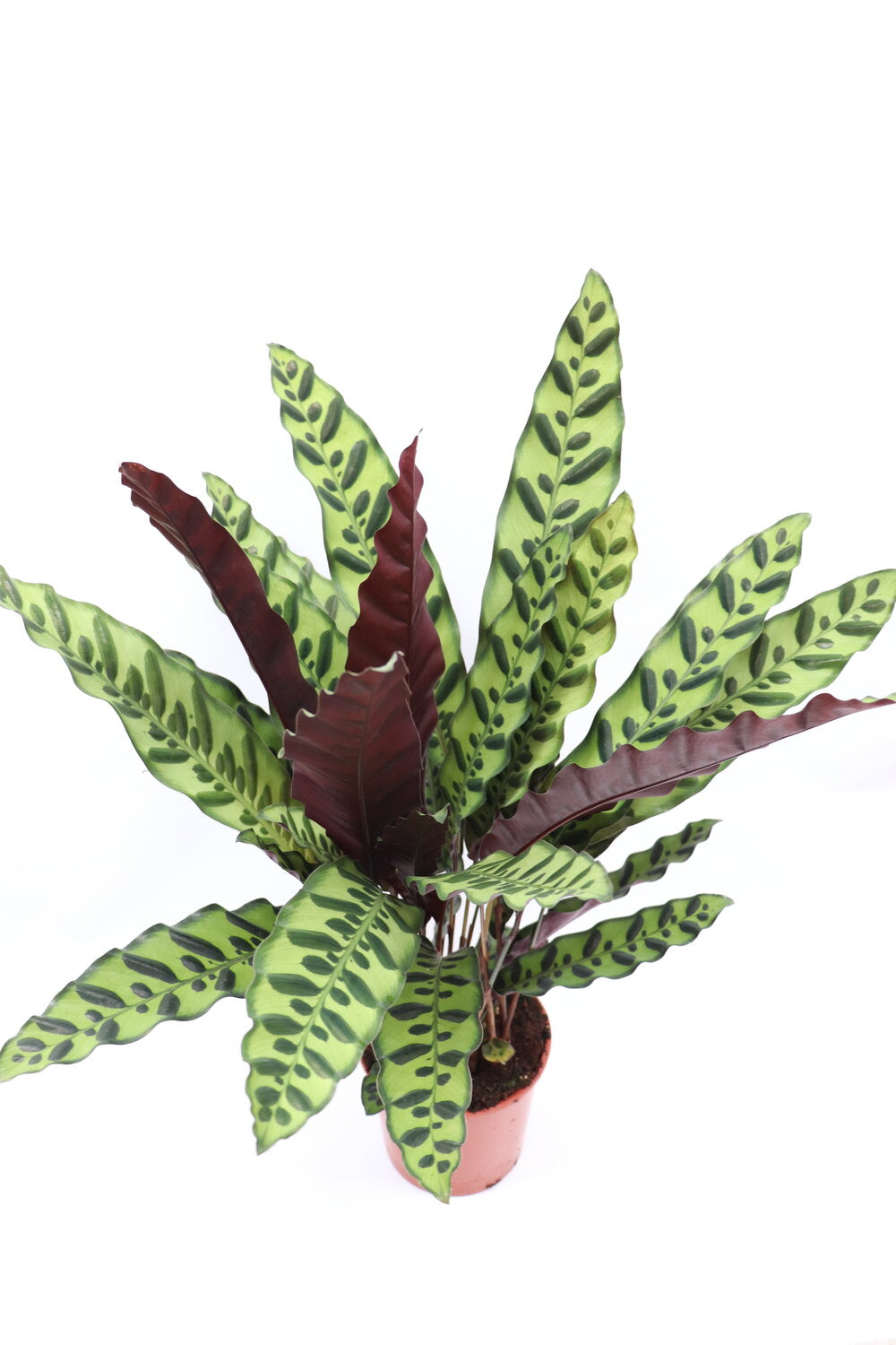 Calathea ‘Lancifolia’