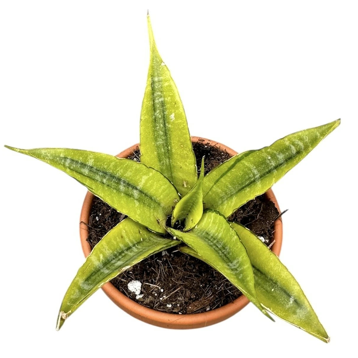 Sanseviera ‘Gabriella Crown’