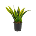 Sanseviera ‘Golden Flame’