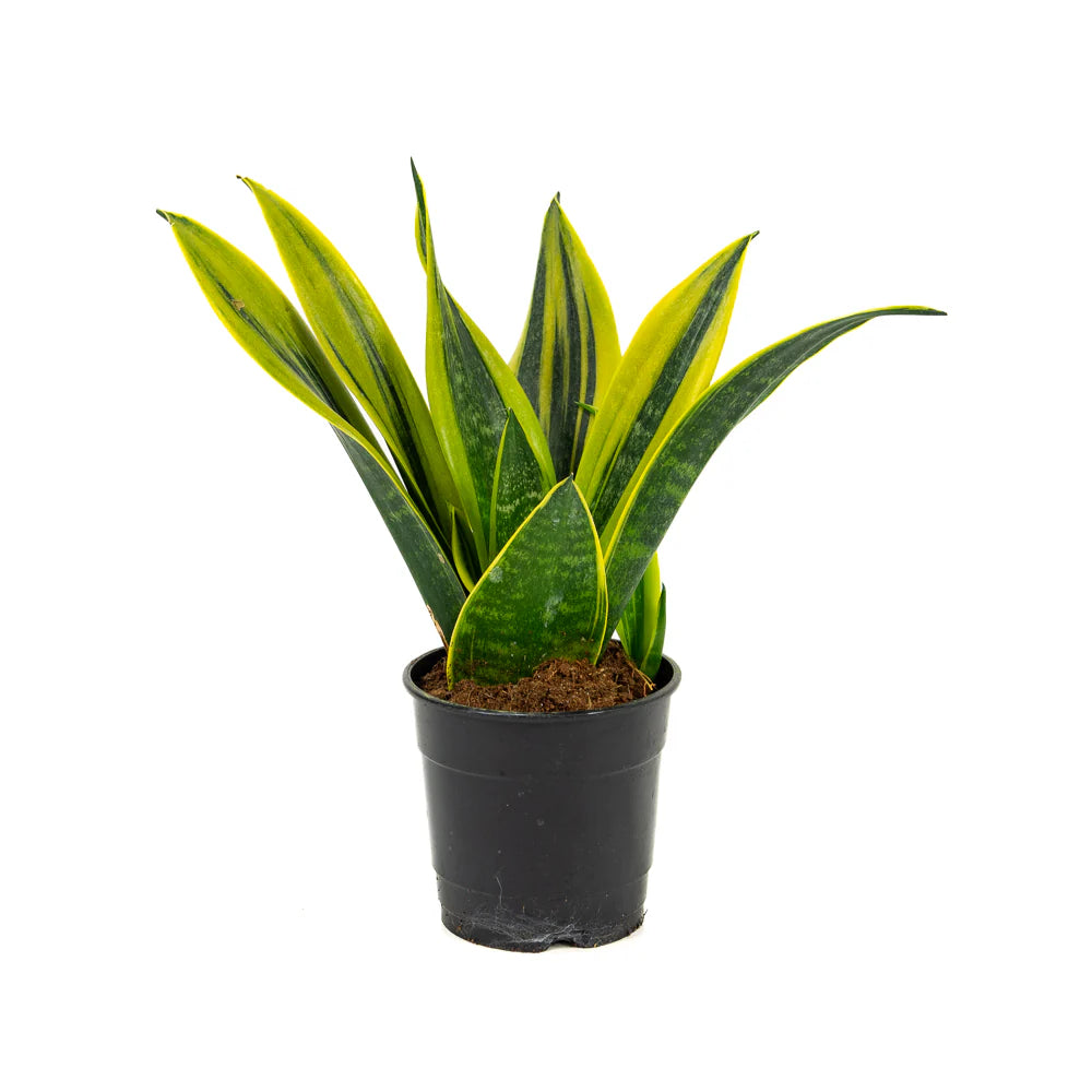 Sanseviera ‘Golden Flame’