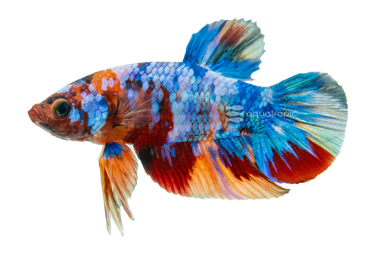 Betta Macho Plakat Koi Galaxy