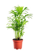 Chamaedorea Elegans