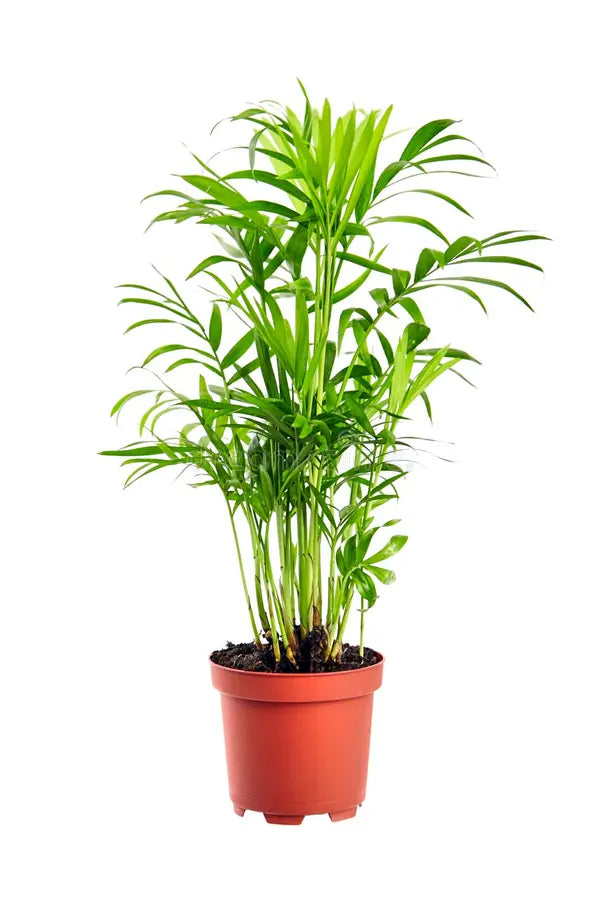 Chamaedorea Elegans